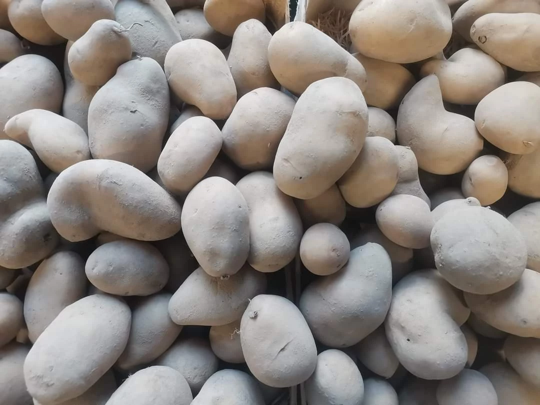 Pomme de Terre Grenaille