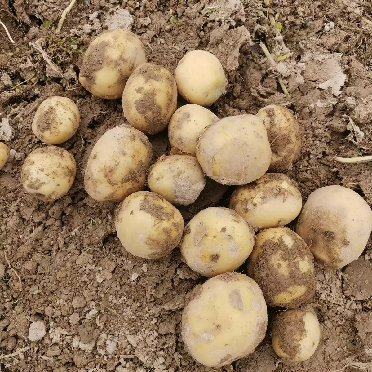 Pomme de Terre Grenaille