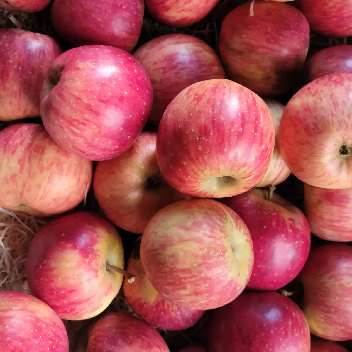 Pomme Gala