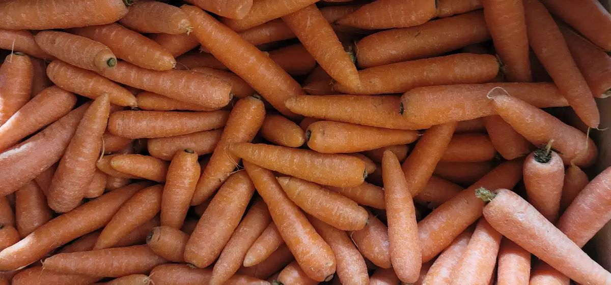 Carottes lavées